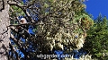 wbgarden alps 131